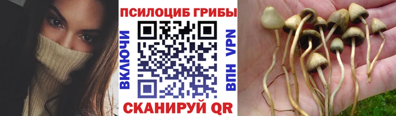 Псилоцибиновые грибы GOLDEN TEACHER  Купить  Нижняя Салда 